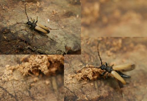 Réf. 330 599 : Stictoleptura rubra